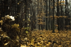 foto5