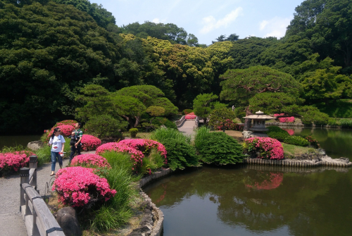 Ogród japoński pełen roślin. Po prawej stronie widać zbiornik wodny.
