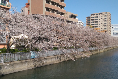 Drzewa kwitnących wiśni. W tle budynki.